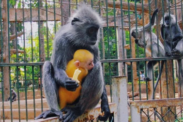 Cặp voọc xám bạc sinh con lông vàng gây sốt mạng, Thảo Cầm Viên "giải oan"