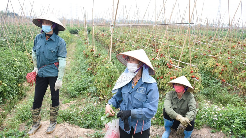 Xót xa cảnh súp lơ nở hoa, cà chua thối rữa đầy đồng giữa tâm dịch Hải Dương - 5