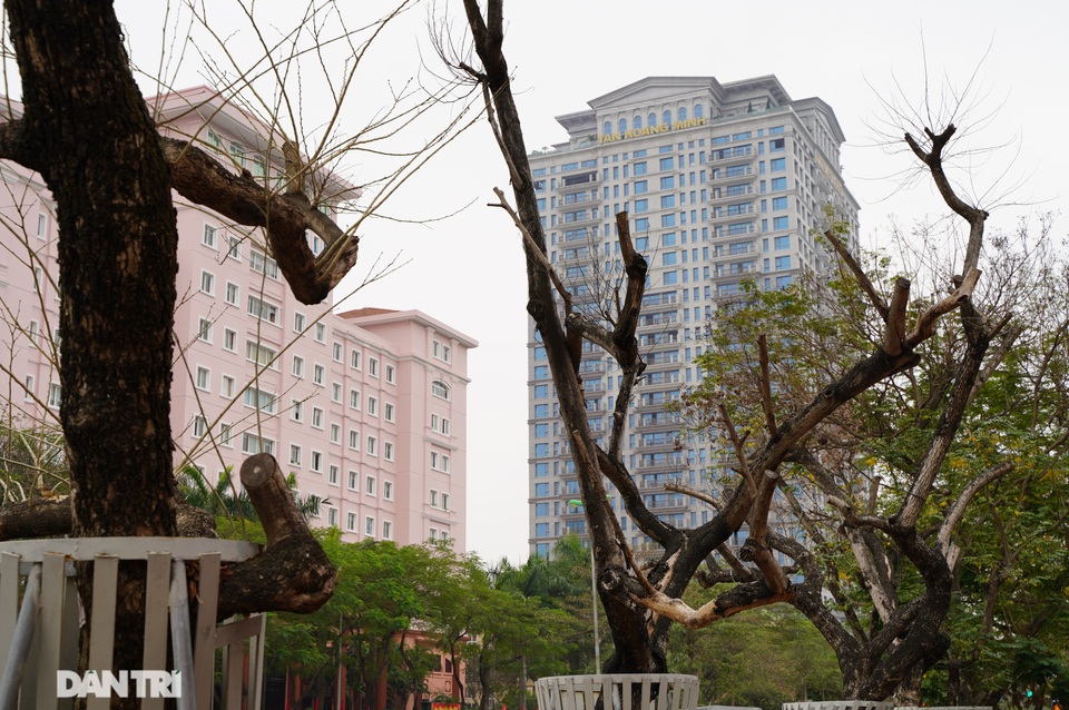 7 cây sưa đỏ quý hiếm trên đường Nguyễn Văn Huyên ở Hà Nội đã chết - 4 7 cây sưa đỏ quý hiếm trên đường Nguyễn Văn Huyên ở Hà Nội đã chết - 4