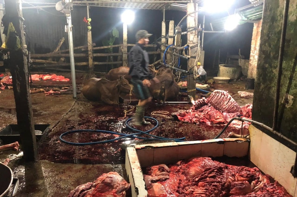 Kinh hãi cảnh bò bị bơm nước, giết thịt trên nền nhà dơ bẩn - 3 Kinh hãi cảnh bò bị bơm nước, giết thịt trên nền nhà dơ bẩn - 3