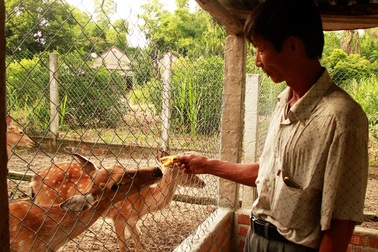 Bình Định: Ông nông dân thu tiền tỉ mỗi năm nhờ trồng rừng và nuôi hươu, nai