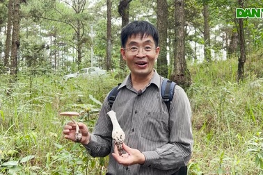 Chuyên gia tiết lộ cách nhận biết nấm "thần chết" ở Đà Lạt