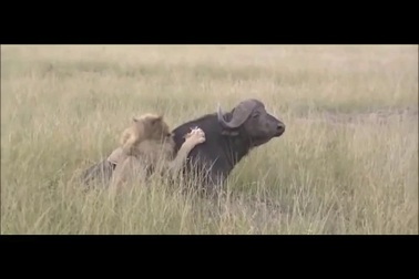 Cận cảnh trâu rừng châu Phi húc bay sư tử để thoát thân