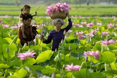 Săn cá linh, hái bông điên điển mùa nước nổi ở Đồng Tháp