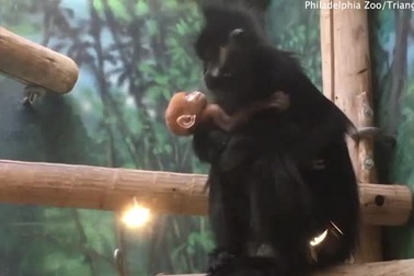 Cư dân mạng quốc tế phát sốt với clip khỉ con Quý Báu đi tắm