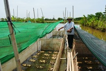 Hải Hậu (Nam Định): Hơn 220 trang trại, gia trại do cựu chiến binh làm chủ