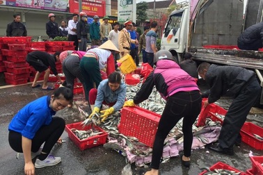 Hàng chục người dân thu gom cá giúp tài xế gặp nạn