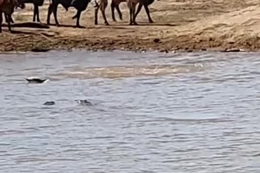 Bò uống nước bên sông bị cá sấu tóm gọn trong chớp mắt