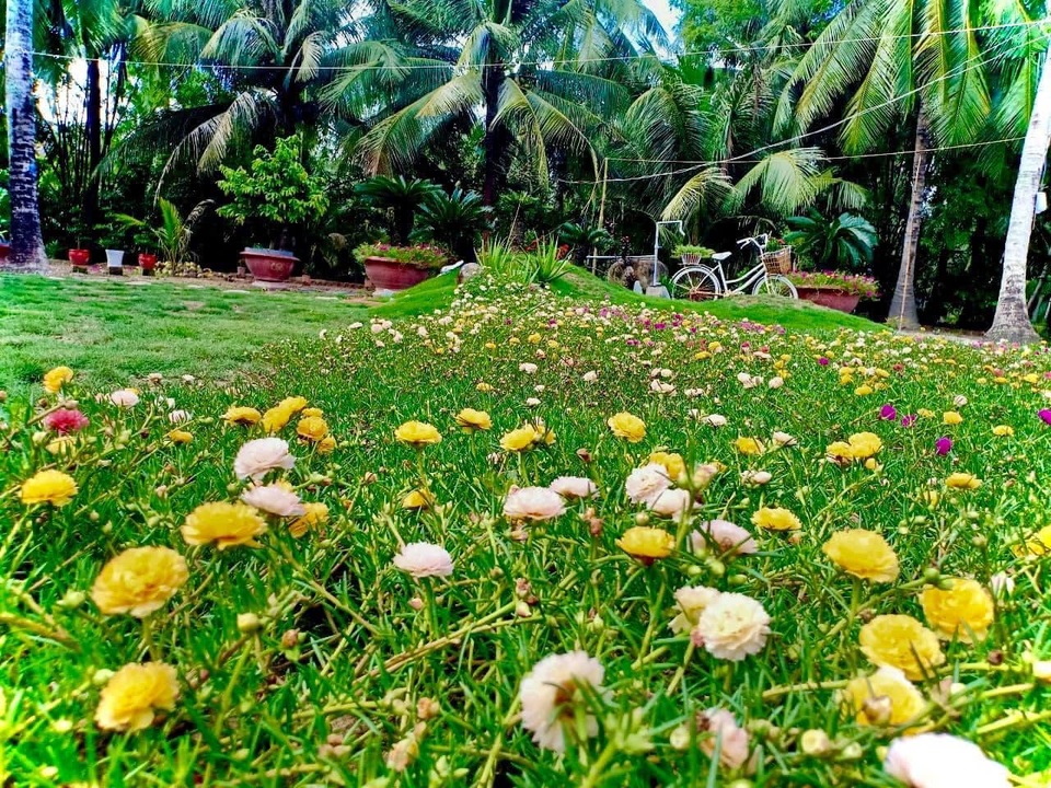 Chàng trai Tiền Giang cải tạo đất trống thành vườn 200m2 chỉ 10 triệu đồng - 3 Chàng trai Tiền Giang cải tạo đất trống thành vườn 200m2 chỉ 10 triệu đồng - 3