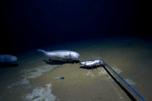 Cảnh quay cực hiếm về loài cá sống ở độ sâu kỷ lục 6.100m dưới đáy biển