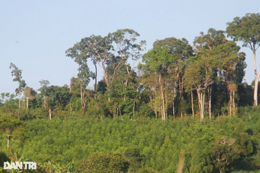 Kiểm điểm nhân viên bảo vệ góp vốn trồng keo xen rừng sao đen