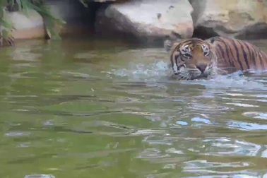 Chết cười với cảnh hổ bất lực trước sự “trêu ngươi” của vịt