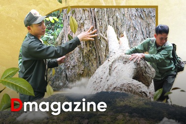 Dựng lán canh báu vật giữa đại ngàn Tây Nguyên