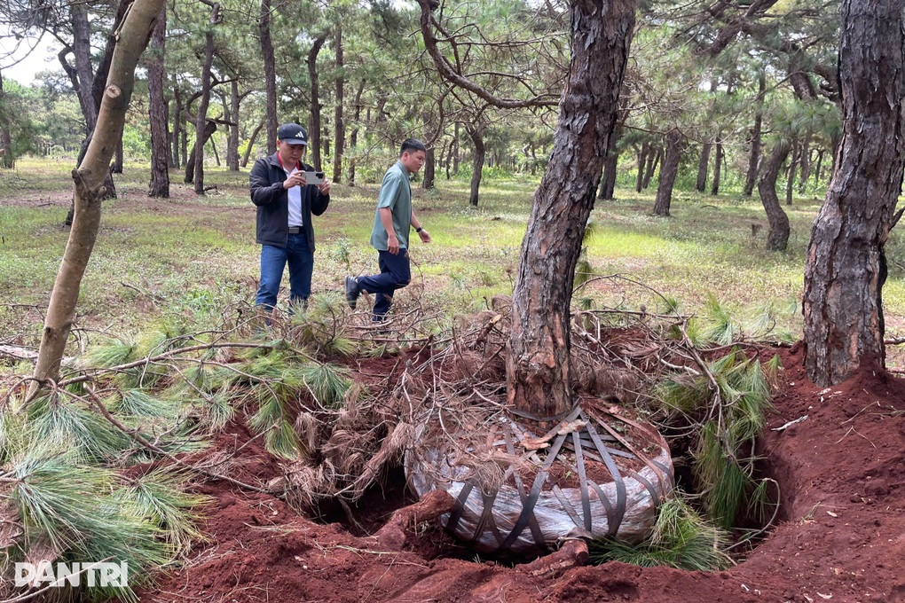 Tỉnh Gia Lai chỉ đạo siết chặt bảo vệ “báu vật xanh” trước nạn đào trộm - 2 Tỉnh Gia Lai chỉ đạo siết chặt bảo vệ “báu vật xanh” trước nạn đào trộm - 2