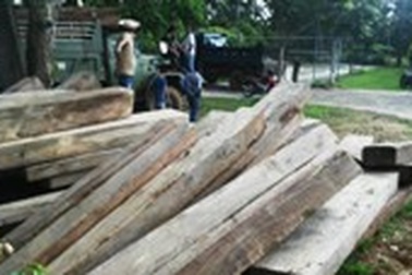 Quảng Trị: Phát hiện một bãi tập kết chứa hàng chục m3 gỗ lậu