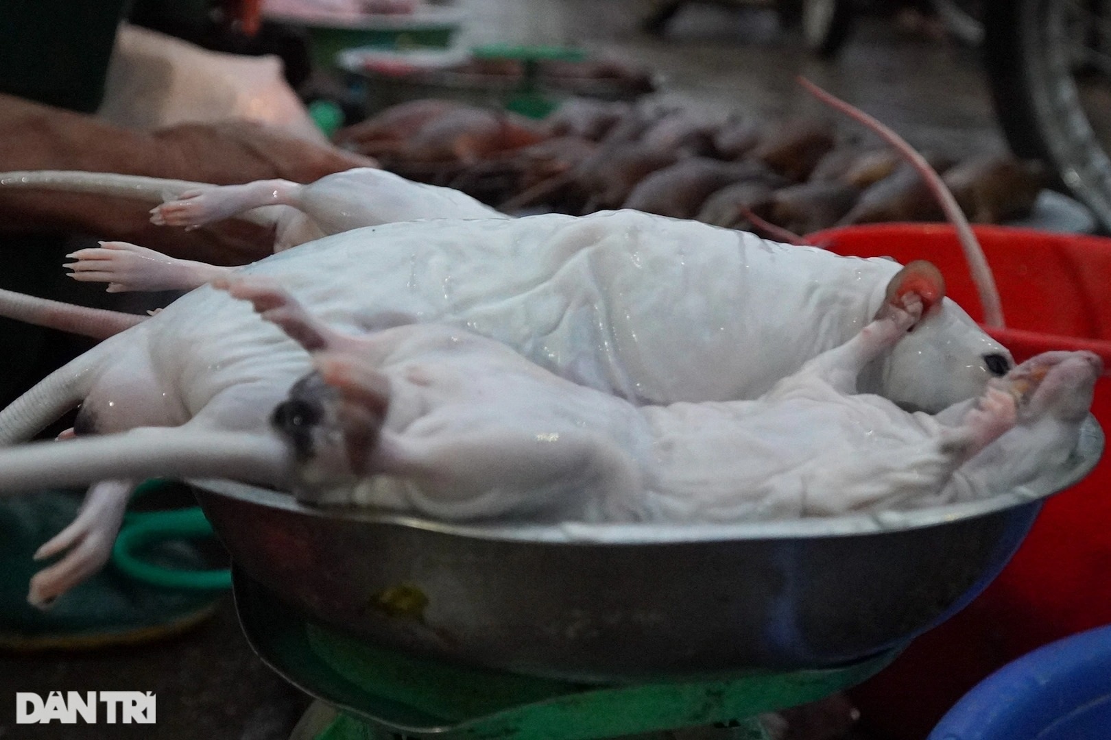 Tấp nập tìm mua con phá hoại về làm mồi nhậu ở ngoại thành Hà Nội - 5