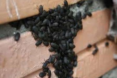 Kon Tum: Xuất hiện bọ đậu đen