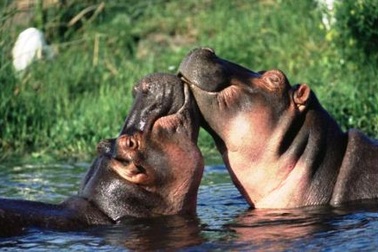 Thế giới động vật “yêu nhau” ngày Valentine