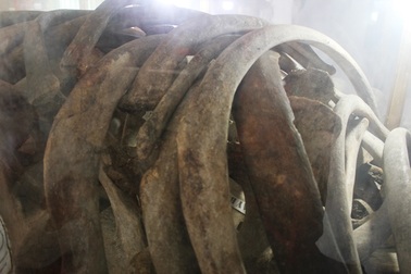 Về Bến Tre ngắm bộ xương cá voi khổng lồ nặng trên trăm tấn