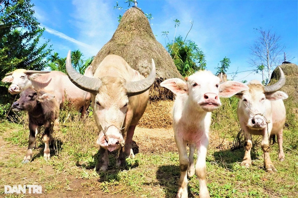 Lạ mắt với đàn trâu trắng muốt, mang lại cơ nghiệp sung túc cho chủ nuôi - 1 Lạ mắt với đàn trâu trắng muốt, mang lại cơ nghiệp sung túc cho chủ nuôi - 1