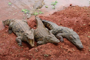 Zimbabwe: Bé gái 11 tuổi đánh nhau với cá sấu cứu bạn