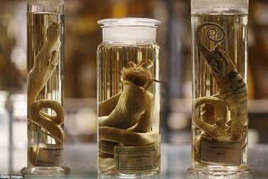 Khám phá về những loài vật "chưa từng thấy trong đời"