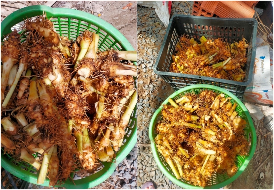 Thu hoạch củ lùn, giống cây gắn bó với cuộc sống người dân miền Tây - 3 Thu hoạch củ lùn, giống cây gắn bó với cuộc sống người dân miền Tây - 3