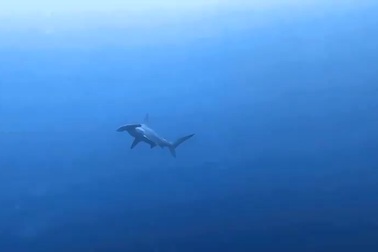 Du khách Việt tận mắt thấy đàn cá mập đầu búa khi lặn biển