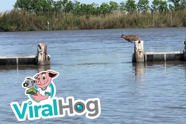 "Thân thủ phi phàm" của linh miêu