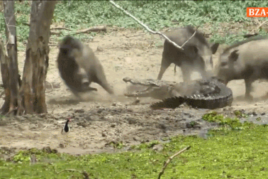 Choáng với cảnh lợn rừng tấn công khiến cá sấu khiếp sợ