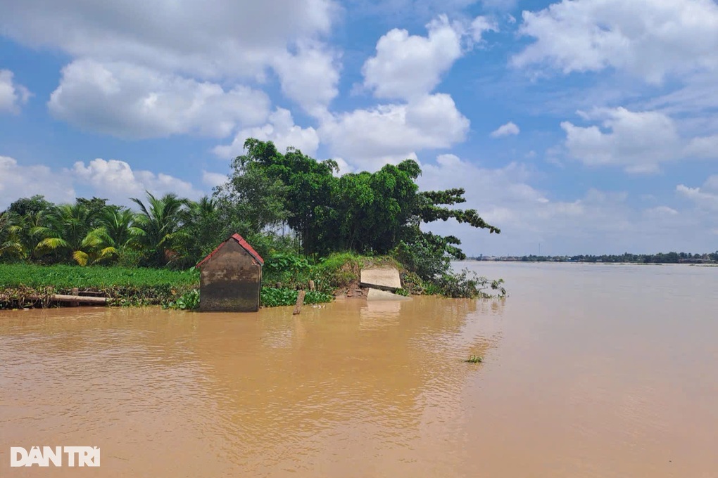 Những đêm thức trắng sợ vỡ đê của người dân trên cồn giữa sông Mekong - 5 Những đêm thức trắng sợ vỡ đê của người dân trên cồn giữa sông Mekong - 5