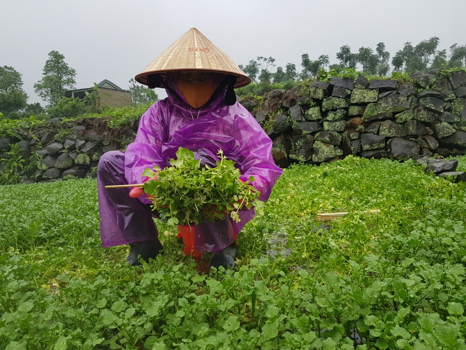Người dân trồng rau đặc sản vùng giếng cổ lo thất thu vụ rau Tết - 3 Người dân trồng rau đặc sản vùng giếng cổ lo thất thu vụ rau Tết - 3