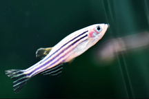 Loài cá được Trung Quốc đưa lên Trạm Vũ trụ Thiên Cung có gì đặc biệt?