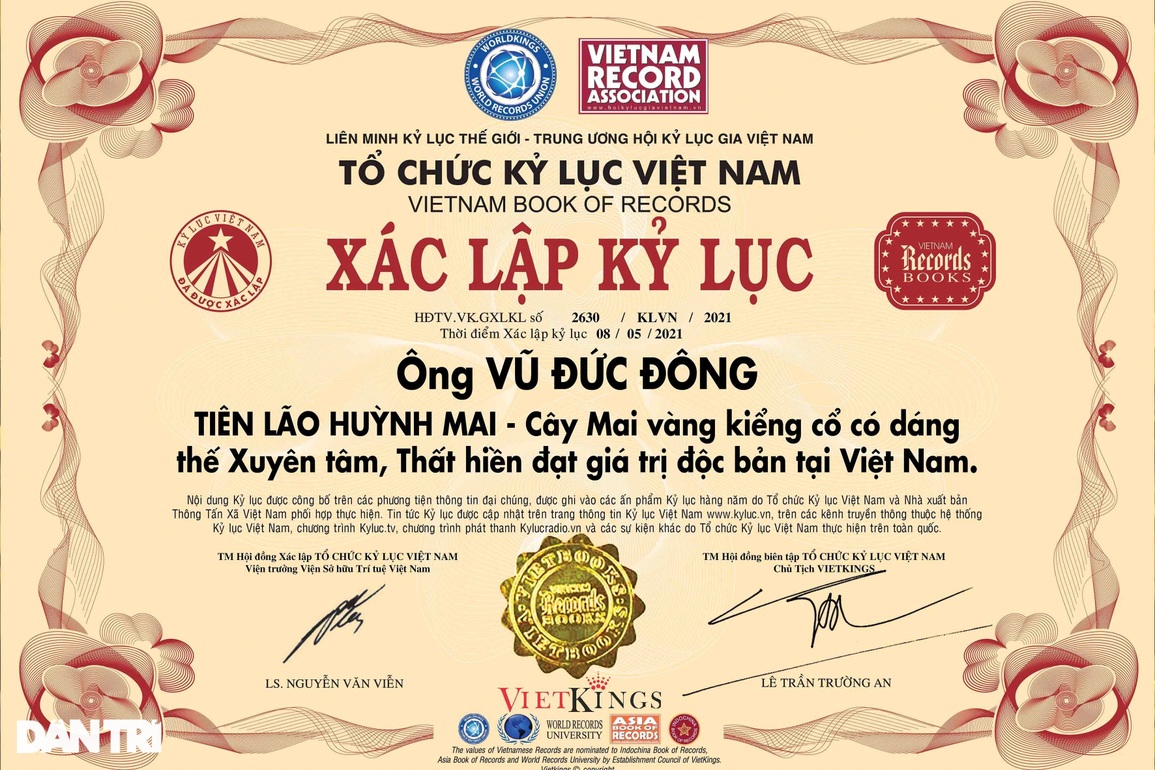 Mục sở thị lão mai dáng xuyên tâm, bông chi chít lập kỷ lục Việt Nam - 7 Mục sở thị lão mai dáng xuyên tâm, bông chi chít lập kỷ lục Việt Nam - 7