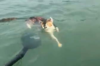 Thả hàng trăm con mèo xuống hồ nước để phóng sinh gây phẫn nộ