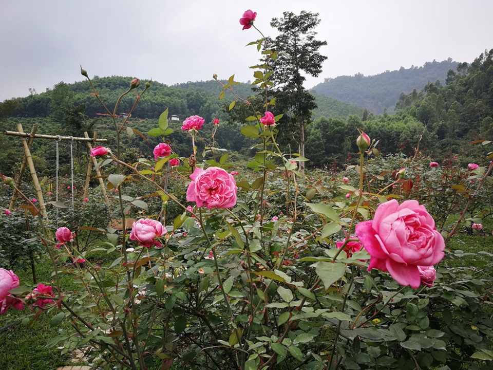 Chủ trại hồng tiếc nuối vì dịch corona ngăn khách đến ngắm mùa hoa đẹp nhất - 17 Chủ trại hồng tiếc nuối vì dịch corona ngăn khách đến ngắm mùa hoa đẹp nhất - 17