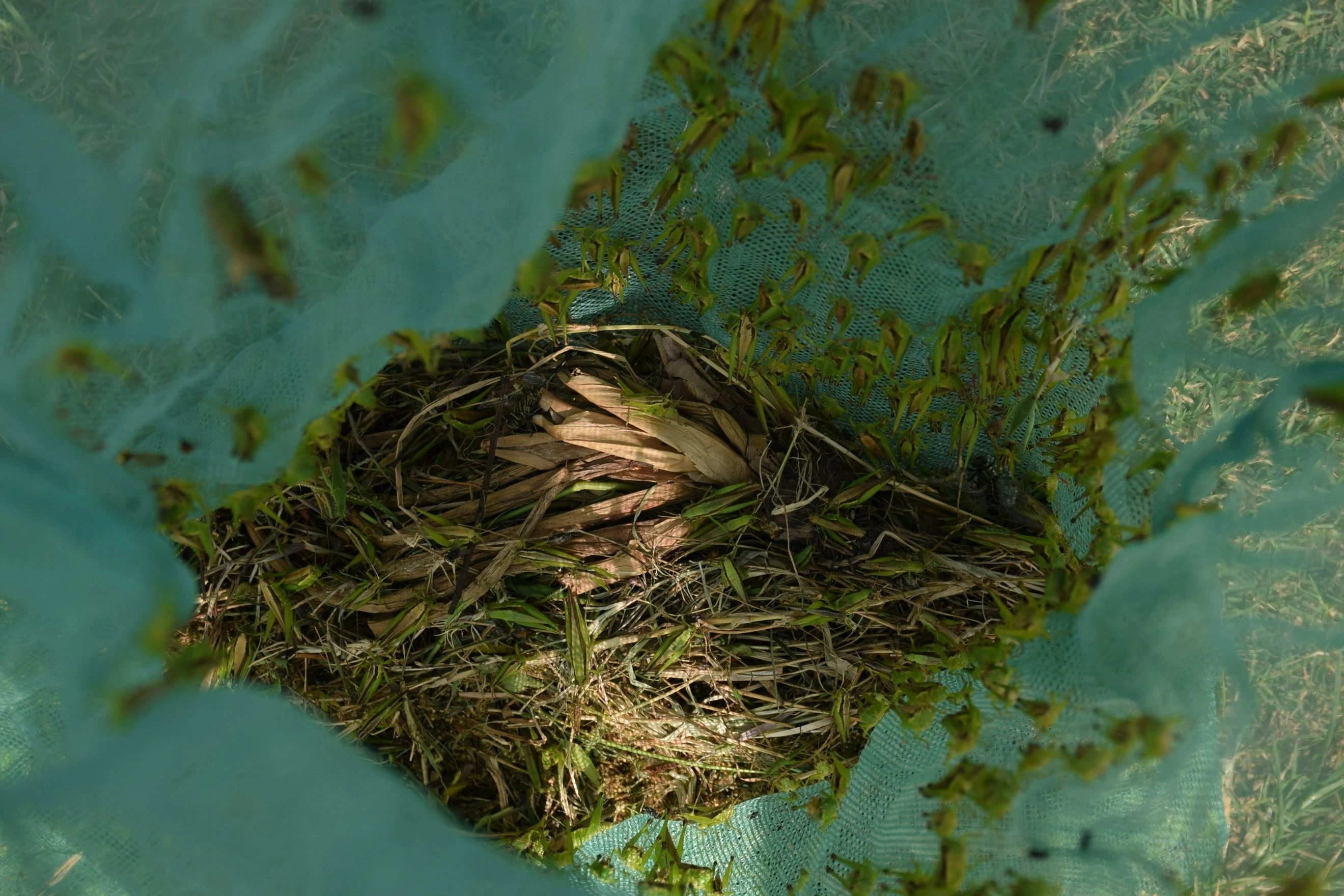 Đi xe máy lượn khắp đồng săn tôm bay, kiếm tiền triệu mỗi ngày - 5 Đi xe máy lượn khắp đồng săn tôm bay, kiếm tiền triệu mỗi ngày - 5