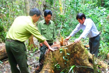 Xác định 9 đối tượng tham gia phá rừng phòng hộ