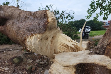 Công an truy tìm người phá hoại "cây cô đơn" ở Hồ Tây