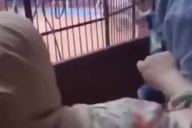 Hổ nổi điên cắt nát tay nghệ sĩ lúc biểu diễn, người xem hoảng loạn