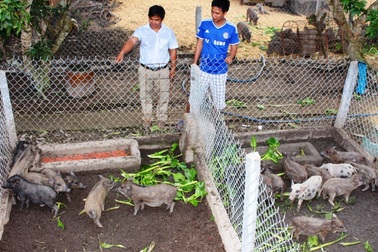 Cử nhân về quê nuôi heo rừng thu nhập 50 triệu đồng/tháng