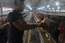 Nông dân làm giàu: 9X học nước ngoài 6 năm về quê...nuôi gà