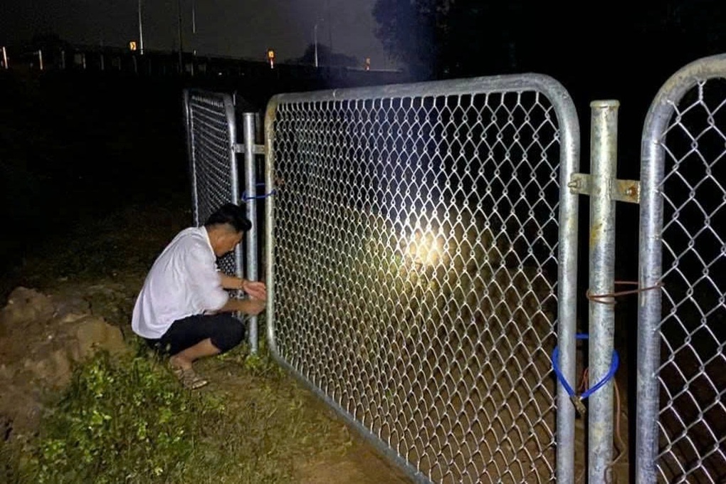 Đàn bò nghênh ngang đi lại trên cao tốc Vạn Ninh - Cam Lộ - 2 Đàn bò nghênh ngang đi lại trên cao tốc Vạn Ninh - Cam Lộ - 2