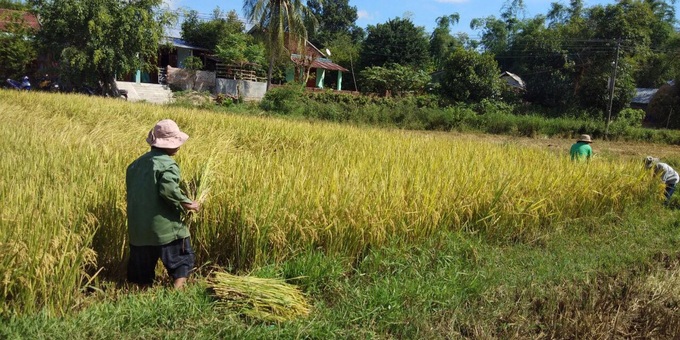 Huyện Tuy An (Phú Yên): Ứng dụng kiến thức học nghề vào sản xuất hiệu quả - Ảnh 1.