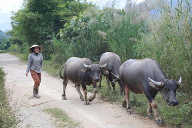 Giảm lãi suất cho vay hộ nghèo - cơ hội để người dân phát triển sinh kế