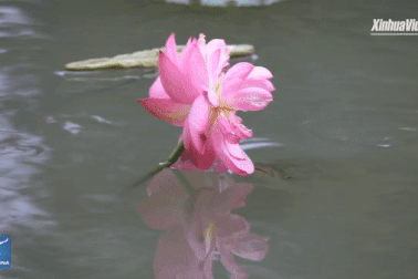 Cá lao lên mặt nước đớp trụi bông hoa sen