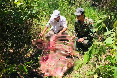 Kiểm lâm nổ súng truy bắt nhóm người giết bò tót