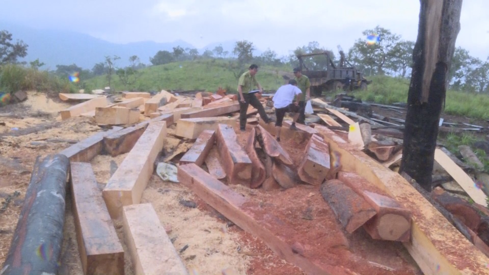 Khởi tố, bắt giam 10 đối tượng tham gia phá rừng - 1 Khởi tố, bắt giam 10 đối tượng tham gia phá rừng - 1