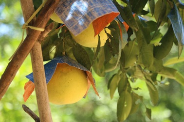 “Mặc áo” tránh nắng cho bưởi đặc sản