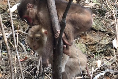 Thả 3 cá thể khỉ quý hiếm về tự nhiên